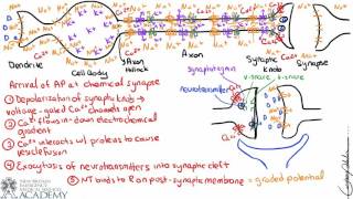 Action Potential Arrival at the Synapse
