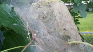 Webworms