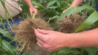 Root dig at Virginia farm