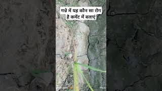 गन्ने में लगा रोग#sugarcanevariety#trending#youtubeshorts#sugarcanecrop#sugarcanefarming#ytshorts