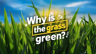 Why is the Grass Green? The Science Behind Nature’s Color