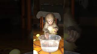 Monkey Eating Khurbani part 12