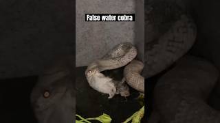 Snake Eats Rat Backwards Timelapse. F/T rat. #snake #reptiles #animals #wildlife #shorts #nature