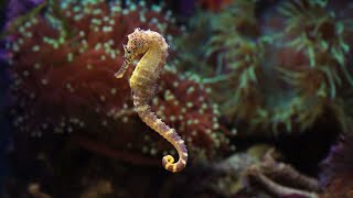 Seahorse "predawn dance"