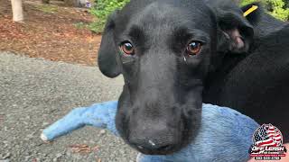 Jett | Lab Mix  | Best Trained Dogs of OR | Portland OffLeash K9 Training