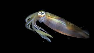 Reef Squid at Night