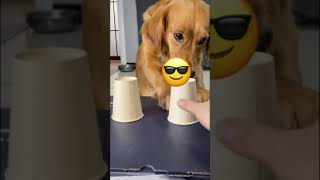 dog #funny #dogs #dogs #foryou #funnyvideo #fyp #pet I have laughed for 10minutes before I post it