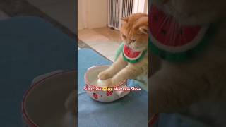 The cat 🐈 is kneading dough #shorts #animals #cat #trending #funny #youtubeshorts #cute #cutecat