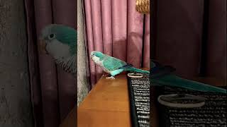 🦜Попугай меломан, music lover parrot