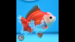 Red White YuanBao Oranda 4 (241018_OR14)