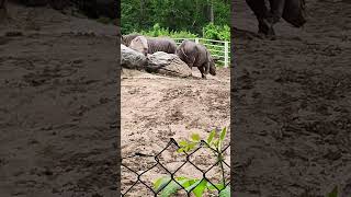 Rhinos!