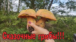 Сказочные грибы!!!