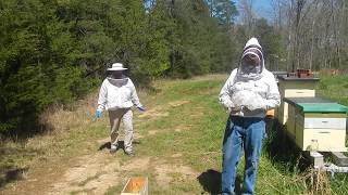 inspecting bees in Tn during covid 19