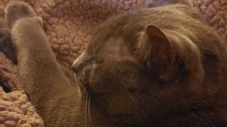 MY CHARTREUX CAT loves Sunday morning caresses...