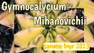 Gymnocalycium mihanovichii Garden Tour 2023 // Gorgeous plant