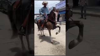 Caballos bailadores /Ometepec Gro 2024. #viralshorts #caballosbailadores #cabalgata2024 #ometepec