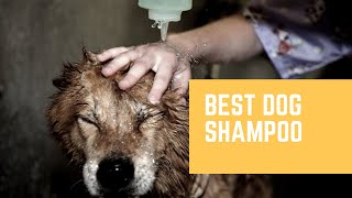 Best Dog Shampoo