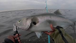 Spring Surfcasting For Bluefish In NJ!!!!!!!