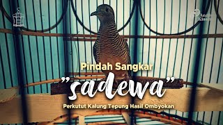 Pindah Sangkar Perkutut Kalung Tepung | Sangkar Perkutut Suroboyoan kombinasi Kerodong Mataraman