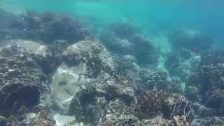 Baby Sharks in Koh Tao, Thailand