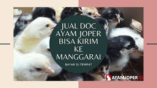 Jual DOC Ayam Joper Bisa Kirim Ke Manggarai