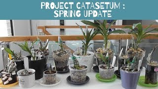 Project Catasetum : Spring Update