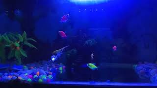 Glofish Tetra | Beautiful Glowfish Tetra | Geneticaly Manipulation Fish | In Breeding !