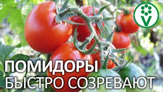 ПОМИДОРЫ ВМИГ ПОКРАСНЕЮТ НА КУСТЕ, ЕСЛИ ПОЛОЖИТЬ В ТЕПЛИЦУ ЭТО!