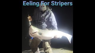 Supermoon Eeling For Stripers