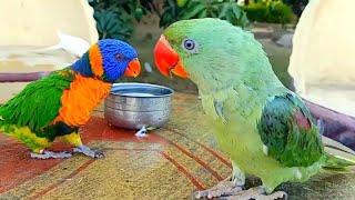 Alexandrine Parrot And Lorikeet Video