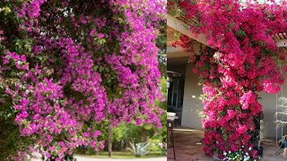 كيف تجعل زهور المجنونة تزهر عندك بغزاره طول الوقت. (Bougainvillea)اسرار المشاتل