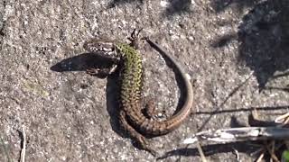 Wall Lizards 8-9-2018 Germany