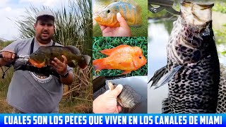 Estos Son Algunos de los Peces que Viven en los Canales De Miami