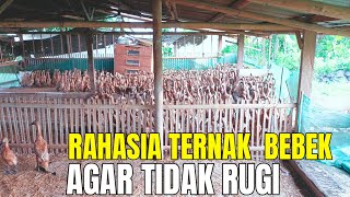 Bagaimana Ternak Bebek Agar Tidak Rugi, Tips Dari Peternak Berpengalaman