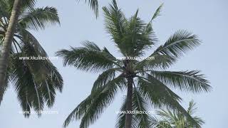 BALI, INDONESIA OCTOBER 2016:Man collects coconuts on a palm tree to harvest coconuts. Coconuts