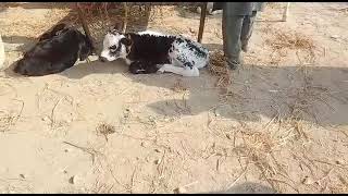 Punjab cattle market video