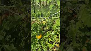 Veggie Garden