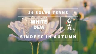 24 Solar Terms: Bai Lu