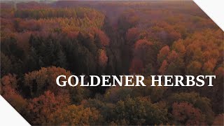 Wald bei Sonnenuntergang im goldenen Herbst ∷ Waldgeflüster