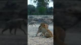 Old male lion stands his ground against a whole hyena clan #shorts #lionvshyena