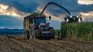 Mokré siláže 2019 | Harvest in MUD | Case Optum 270, Magnum 315, Claas Jaguar, Zetor Crystal 12145