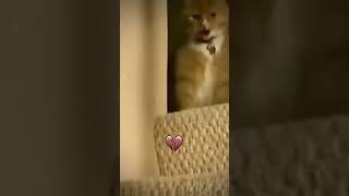 Милое видео с котиками #топ #подписывайтесь #ставьтелайки #топчик #круто #top