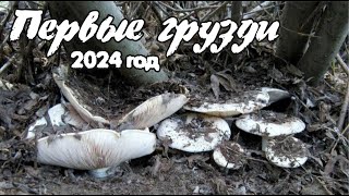 Первые грузди 2024 года!