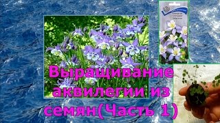 Выращивание аквилегии из семян (Часть 1)