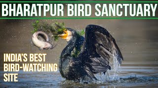 Bharatpur Bird Sanctuary | Hotel Birder's Inn | Park entry| Information | Keoladeo National Park| 4K