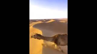 Camel Riding Acharo Thar Sindh Pakistan