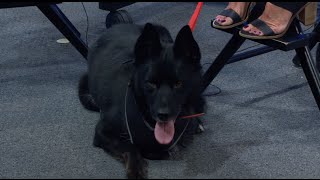 UTVS Pet of the Week: Meet Sheba!