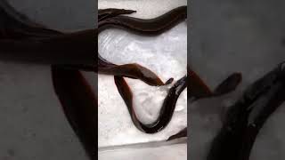 Best Quality Fire Eel #aquarium #aquatic #aquariums #fishaquarium #aquariumfishfish #aquascape