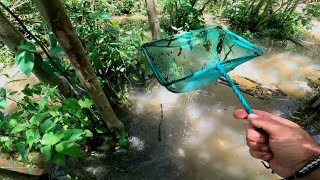 Exploramos la selva en busca de peces y animales raros. Acuario urbano pesca urbana