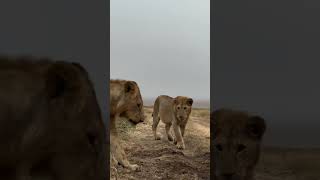 Kidong'oe junto a Olonkera y su hermana (subsrongais) #shorts #short #photography  #lion #wildlife